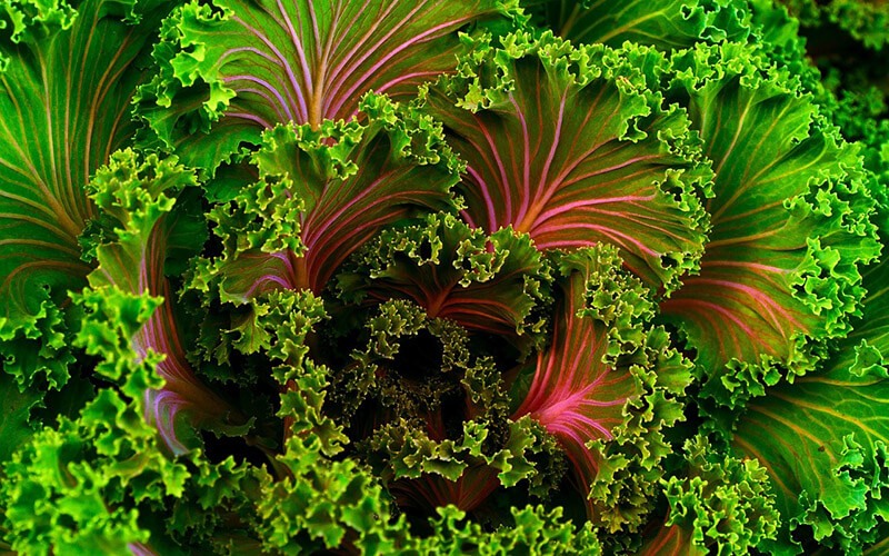 Kale: beneficios para la salud de este superalimento