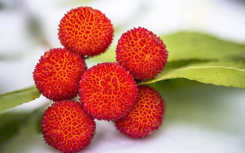 Lichi: beneficios para la salud de esta fruta exótica