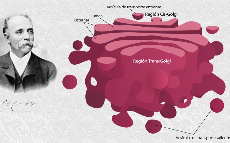 ¿Qué es el aparato de Golgi y cuál es su función?